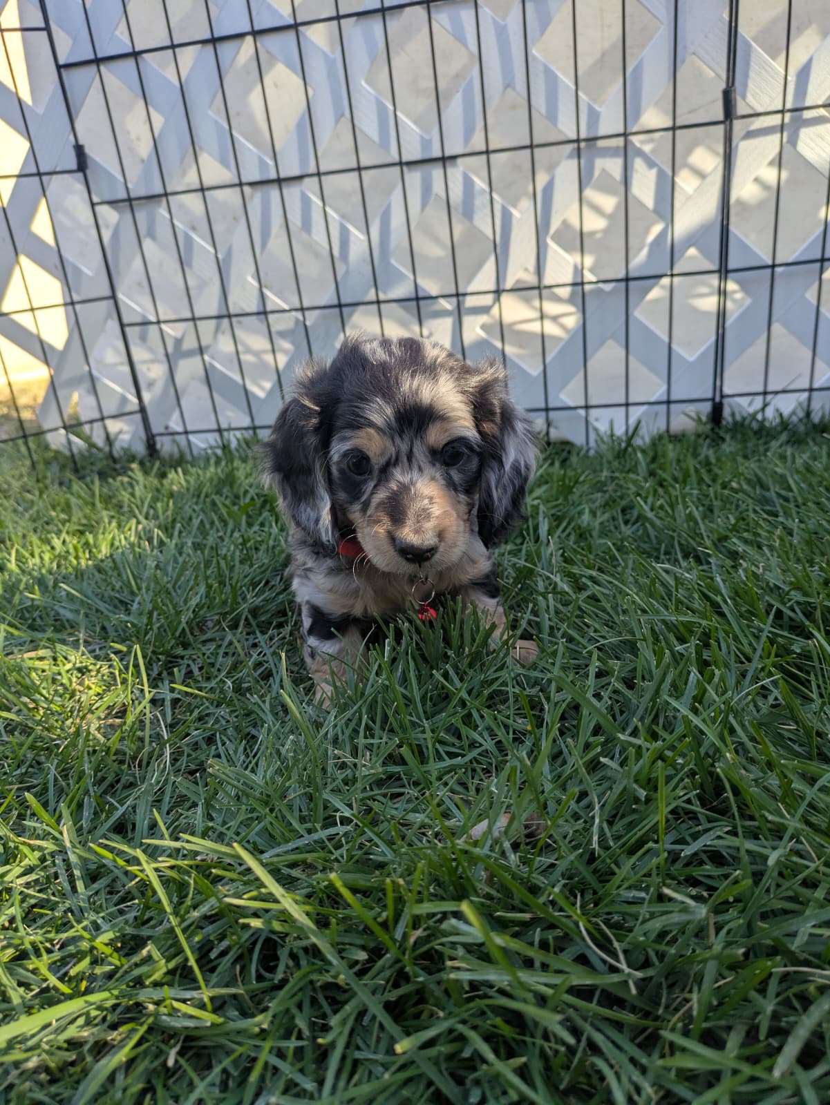 Dapple dachshund puppy playing in the grass