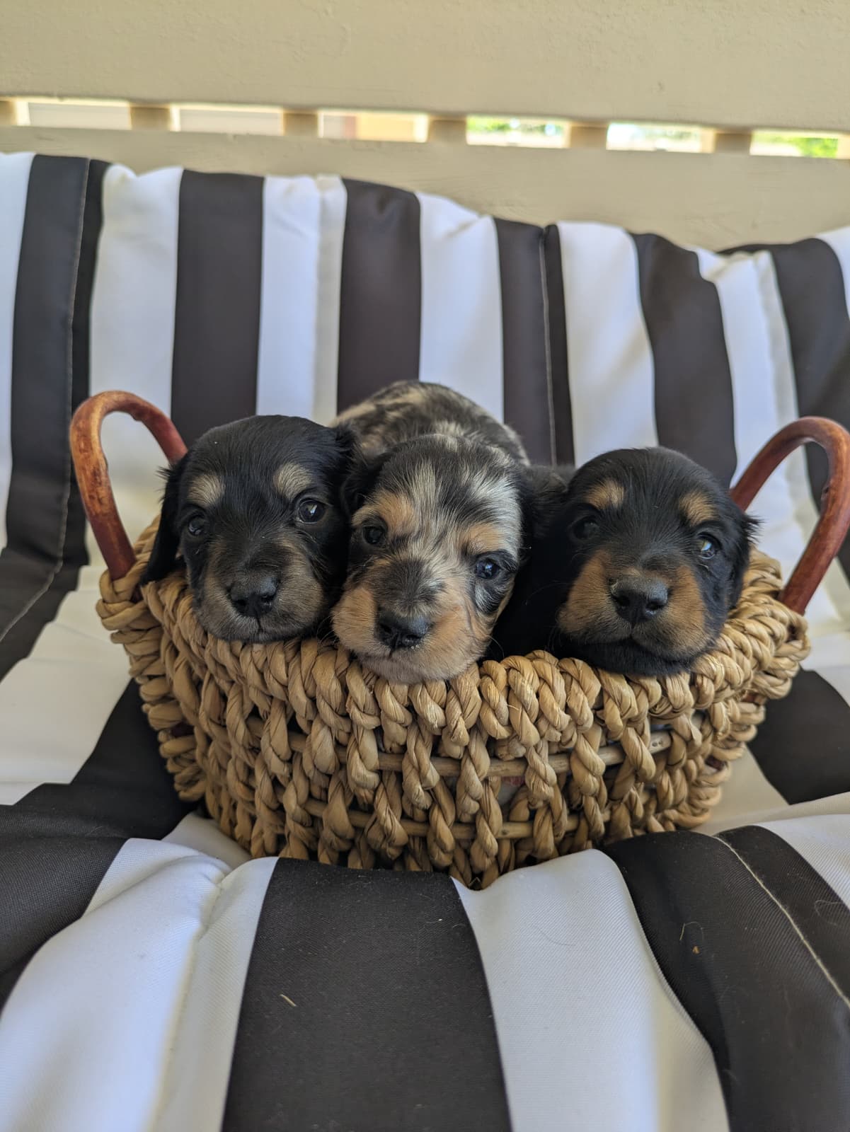 Three dachshund puppies cuddled in a basket