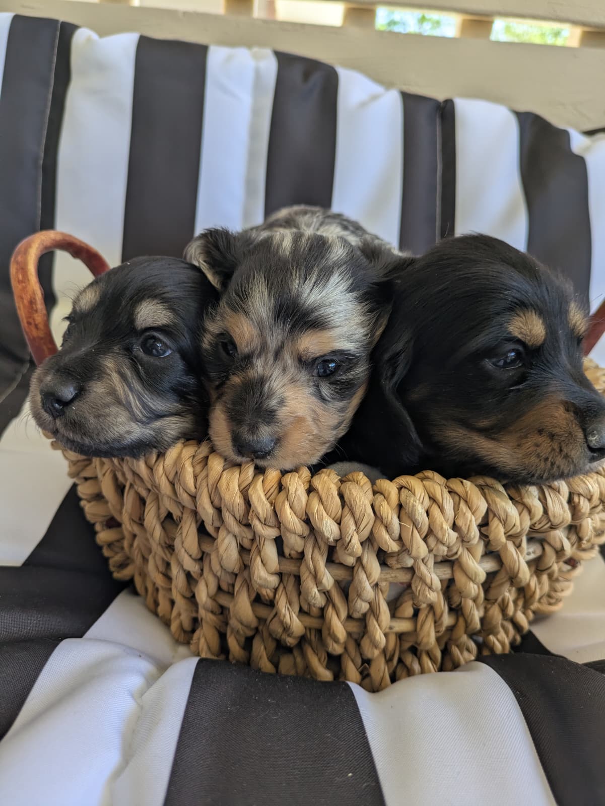 Three sleepy dachshund puppies in a basket