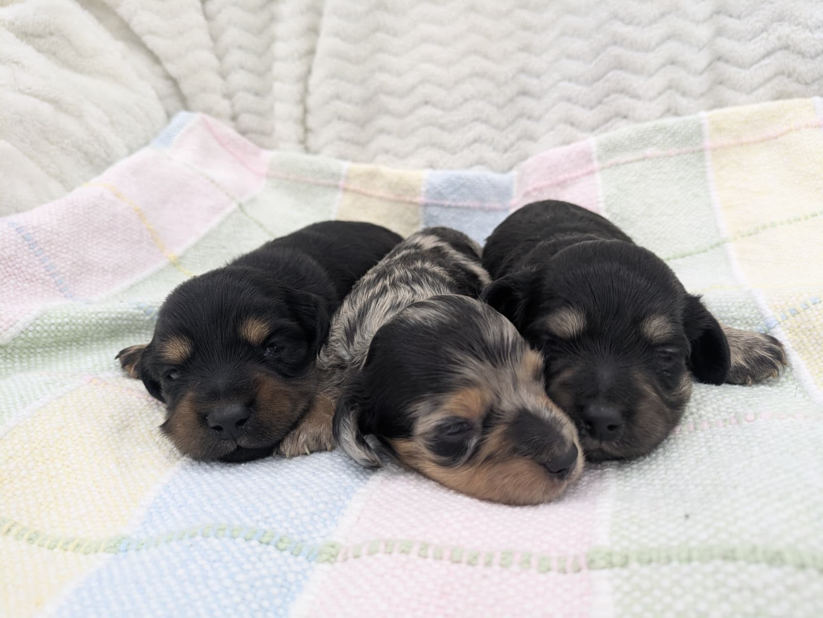 A sleepy litter of Ditsy Doxie puppies
