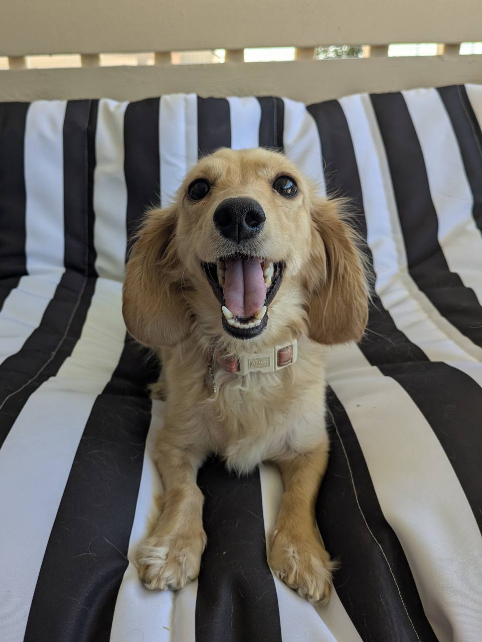 Winnie, a long-haired cream dachshund sitting on a cushion